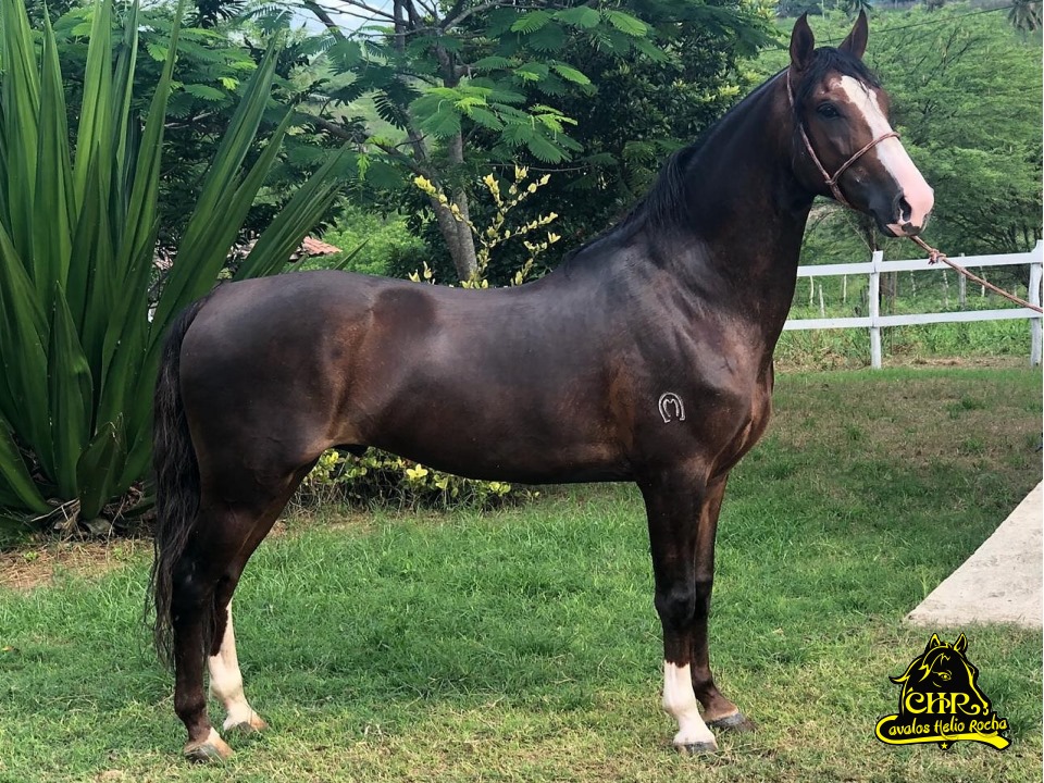 VENDIDO))) PANTANAL BAVÁRIA (( MARCHA PICADA )) – Cavalos Helio Rocha