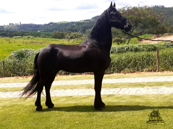 LINDO CAVALO FRIESIAN CASTRADO PELAGEM NEGRA @Friesian Horses @Cavalos Helio Rocha ​