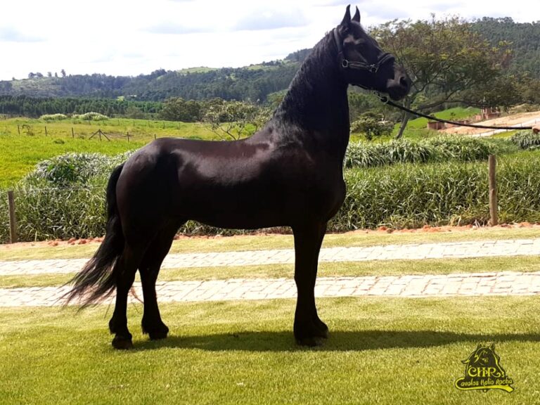 RAMSÉS O ((FRIESIAN)) – Cavalos Helio Rocha